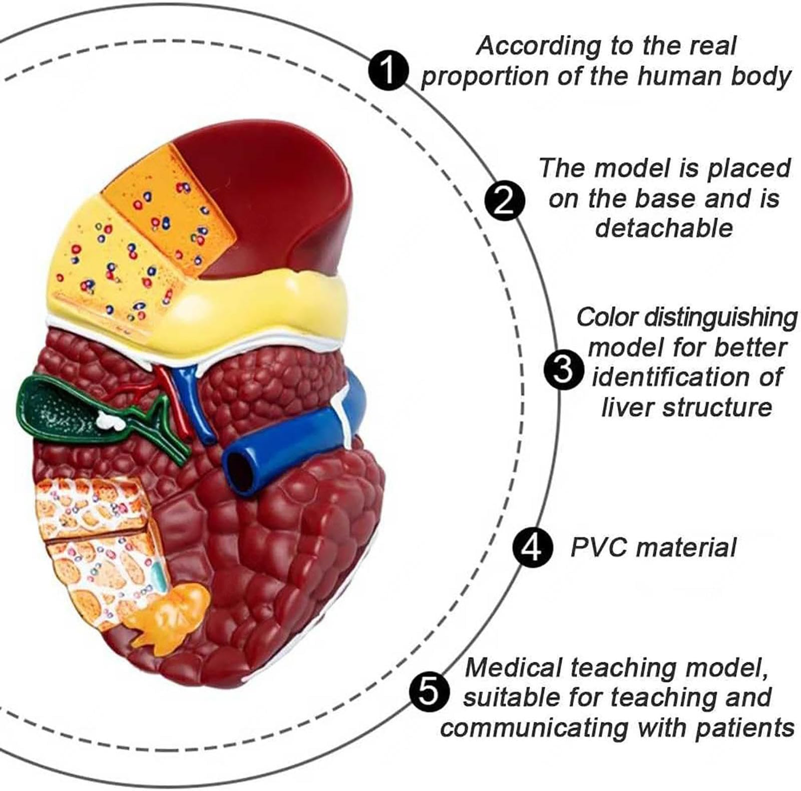 Naturalnej wielkości model anatomiczny wątroby człowieka z podstawą i wyraźną teksturą oraz cechami patologicznymi Model raka wątroby do prezentacji dydaktycznej Materiały do nauki