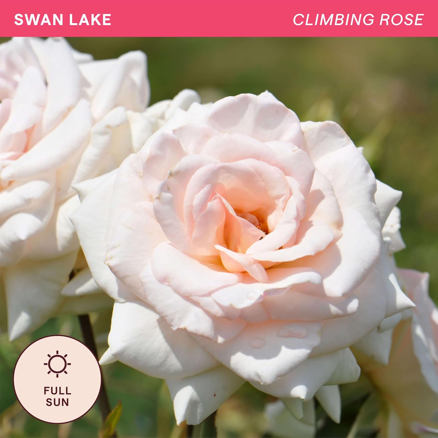 Heirloom Climbing Roses, Live Own Root Plant for Outdoor Garden, Swan Lake, Lightly Fragrant, Hardiness Zones 5-10, Repeat Blooming