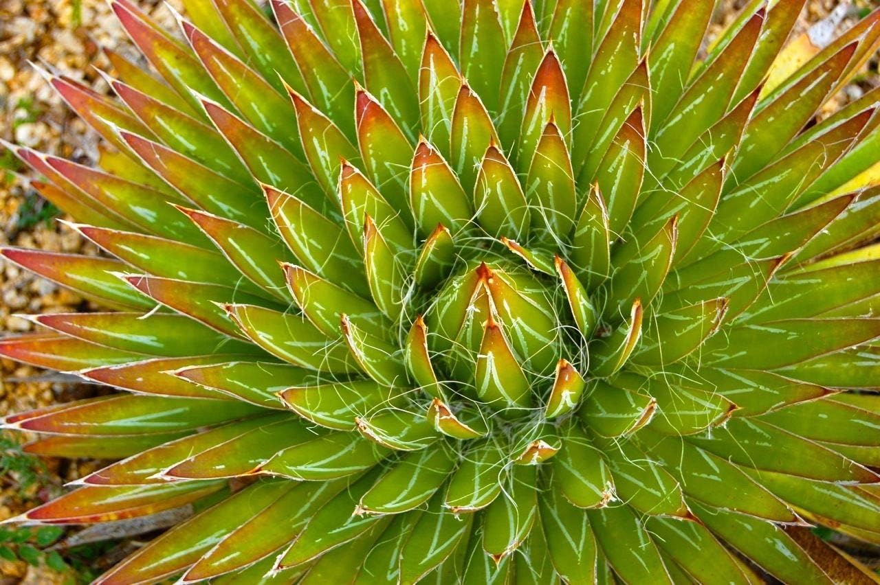 Set 20 Bulloni Ruota OMP Speed M12x1.5 - Filettatura 27mm, Chiave 17/19, Grigio, Alta Resistenza DIN 10.9 - Foto 5