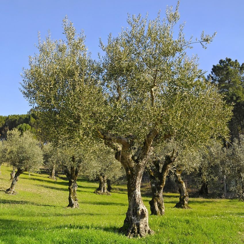 Artificial Trees Olive Plant Leaf Vine Indoor Large Living Room Sculptural Tree Best Quality, for Garden 2mx1.8m