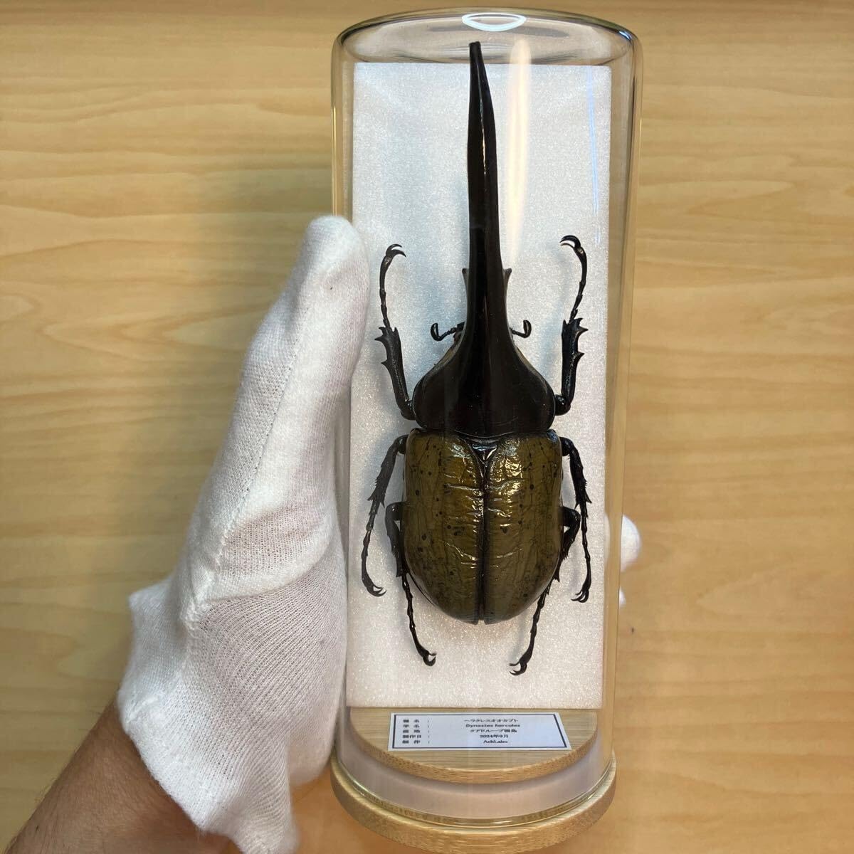 希少角ノコギリ突起角82mm頭角19.8mm胸角6.2mmぐらい赤カブトムシ標本