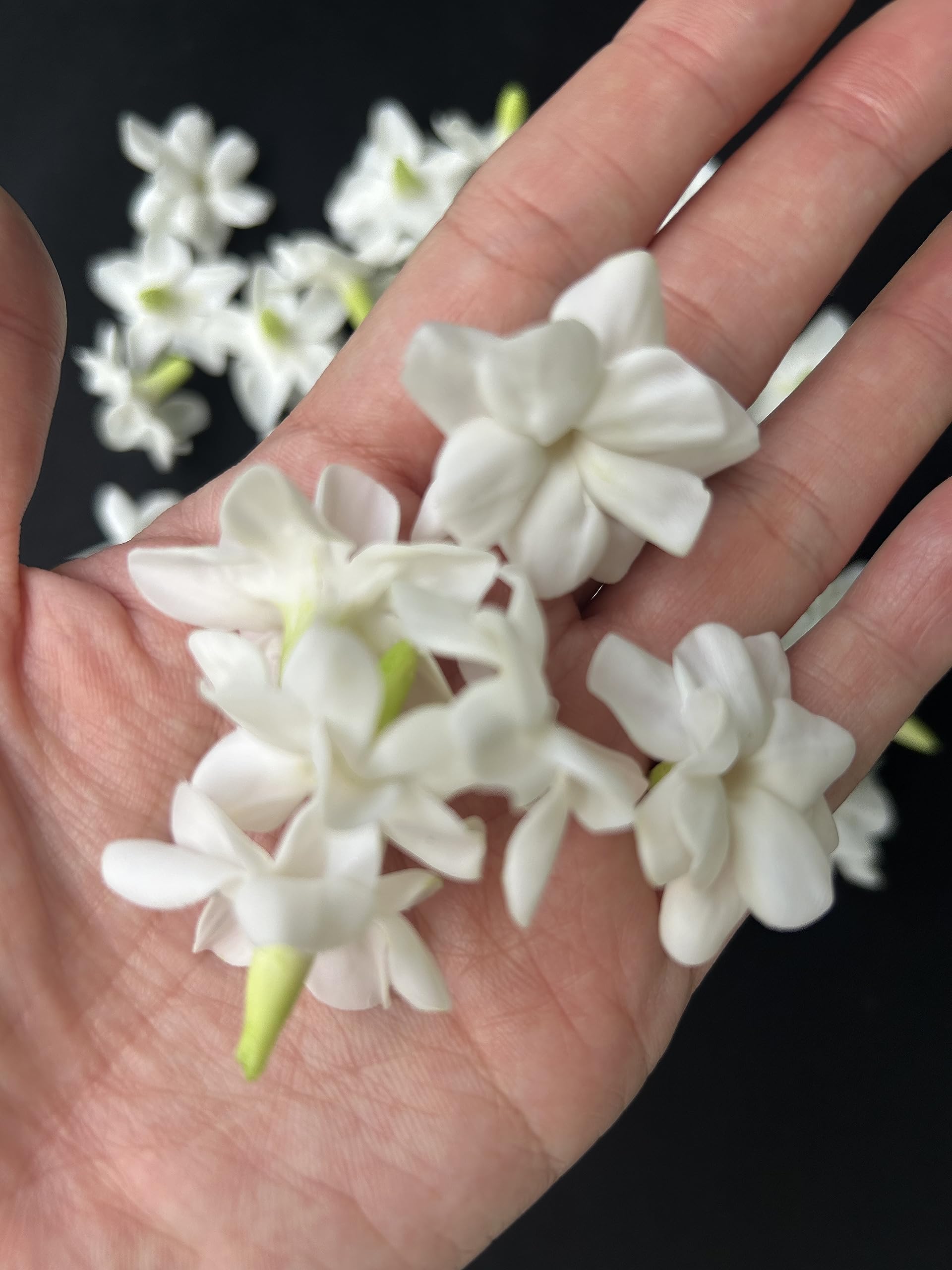 Amazon.com: 50 PCS White Clay Arabian Jasmine Crown Flowers  display picture 1
