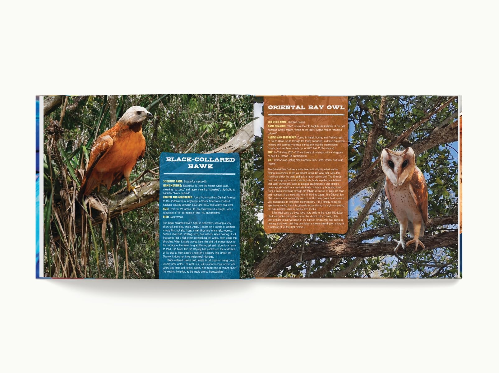 Discovering Birds: The Ultimate Handbook to the Birds of the World - Image 6
