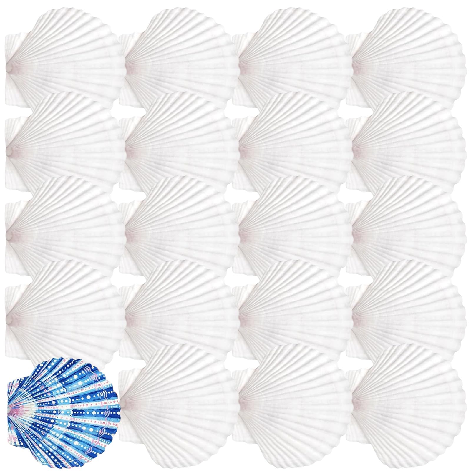 Limtula 20Pcs Paintable White Shells Unfinished Natural Seashells for Painting Baking and Decorative Craft Decorative Casings for