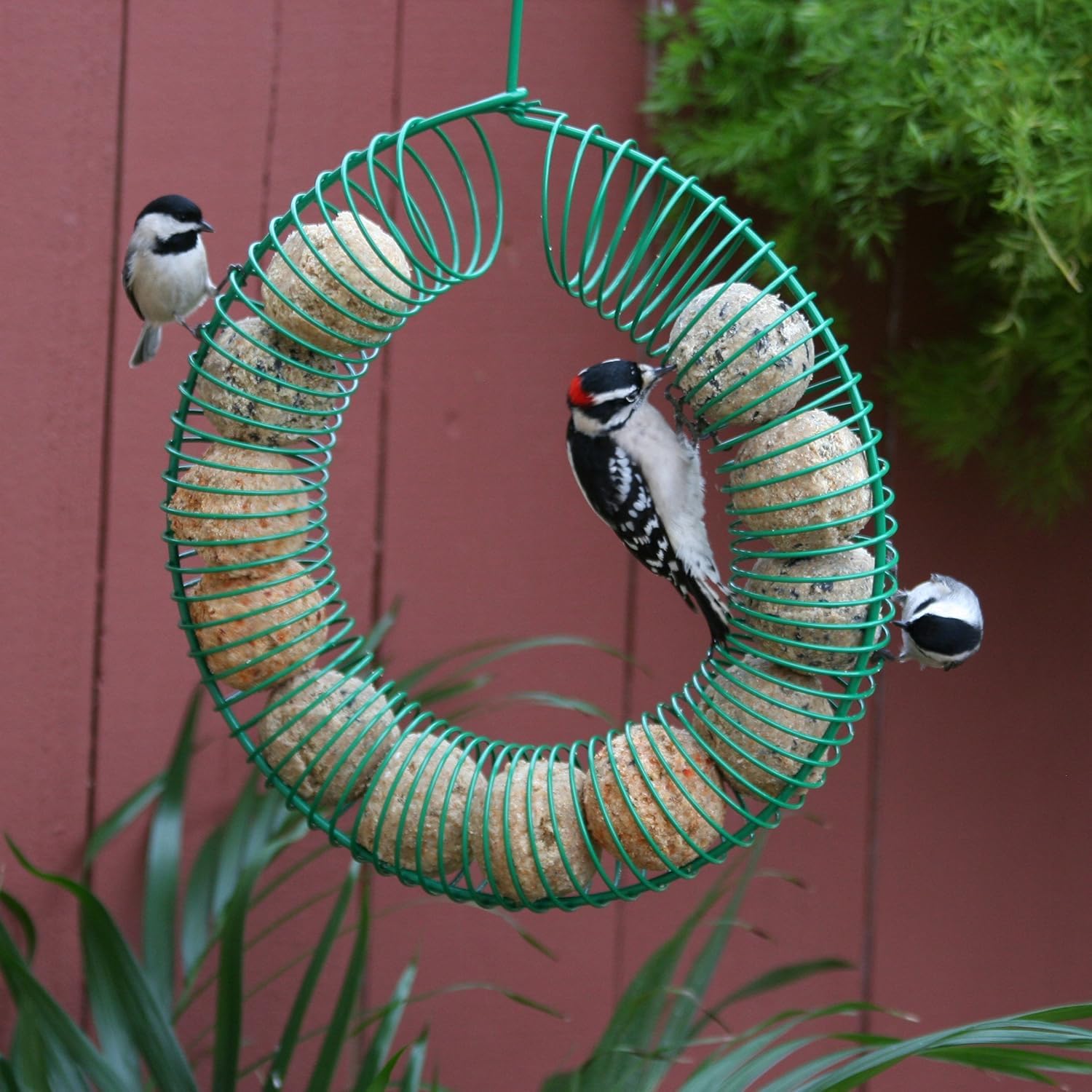 Pacific Bird & Supply Co Gusano de harina + bolas de sebo mixtas (12 unidades)