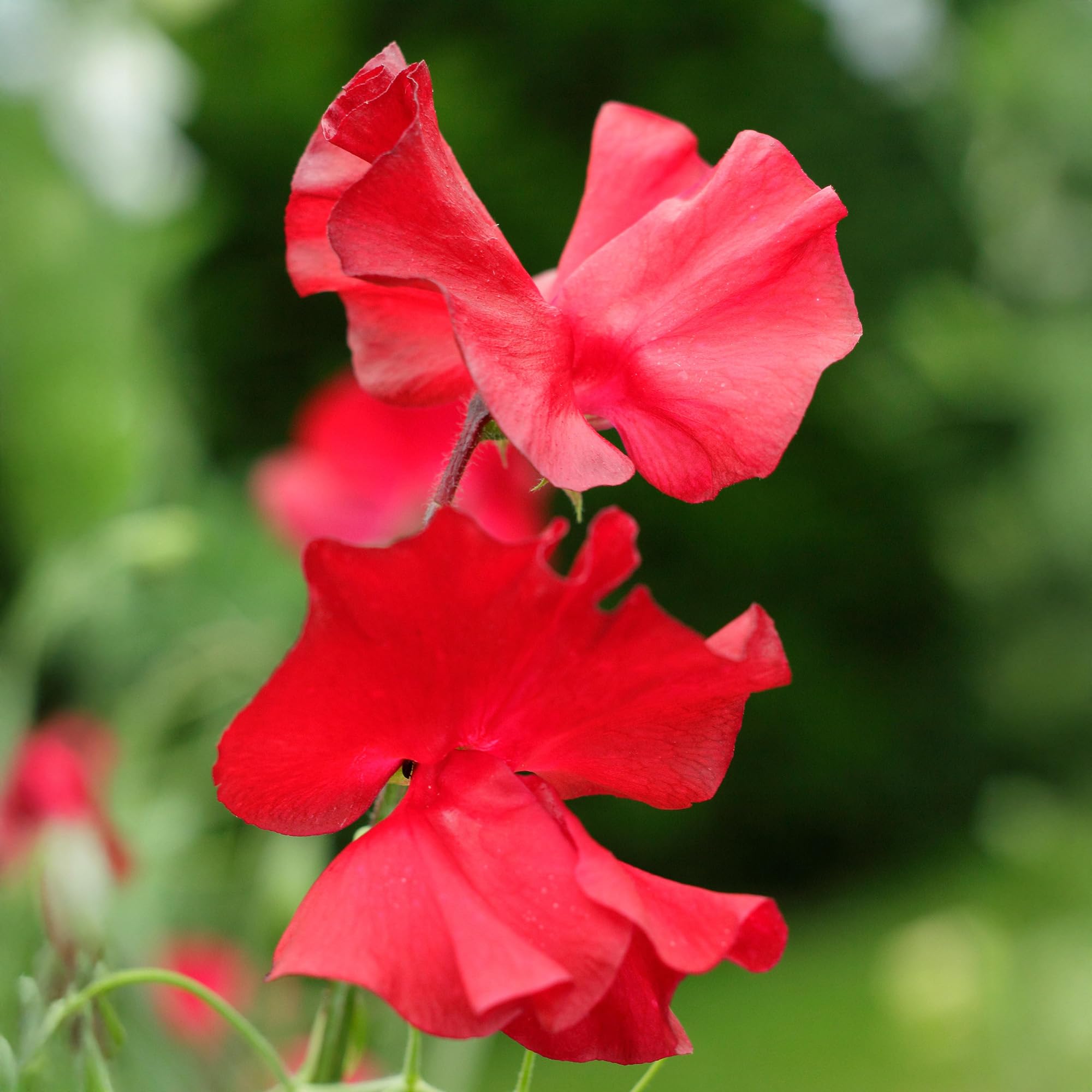 Summer Bedding Plants - Winston Churchill Sweet Pea Plants Garden Ready - Flowering Climbing Sweet Peas for Borders, Beds and Pots - Hardy Annual Lathyrus Odoratus Sweetpea (9cm Pots, Pack of 6)