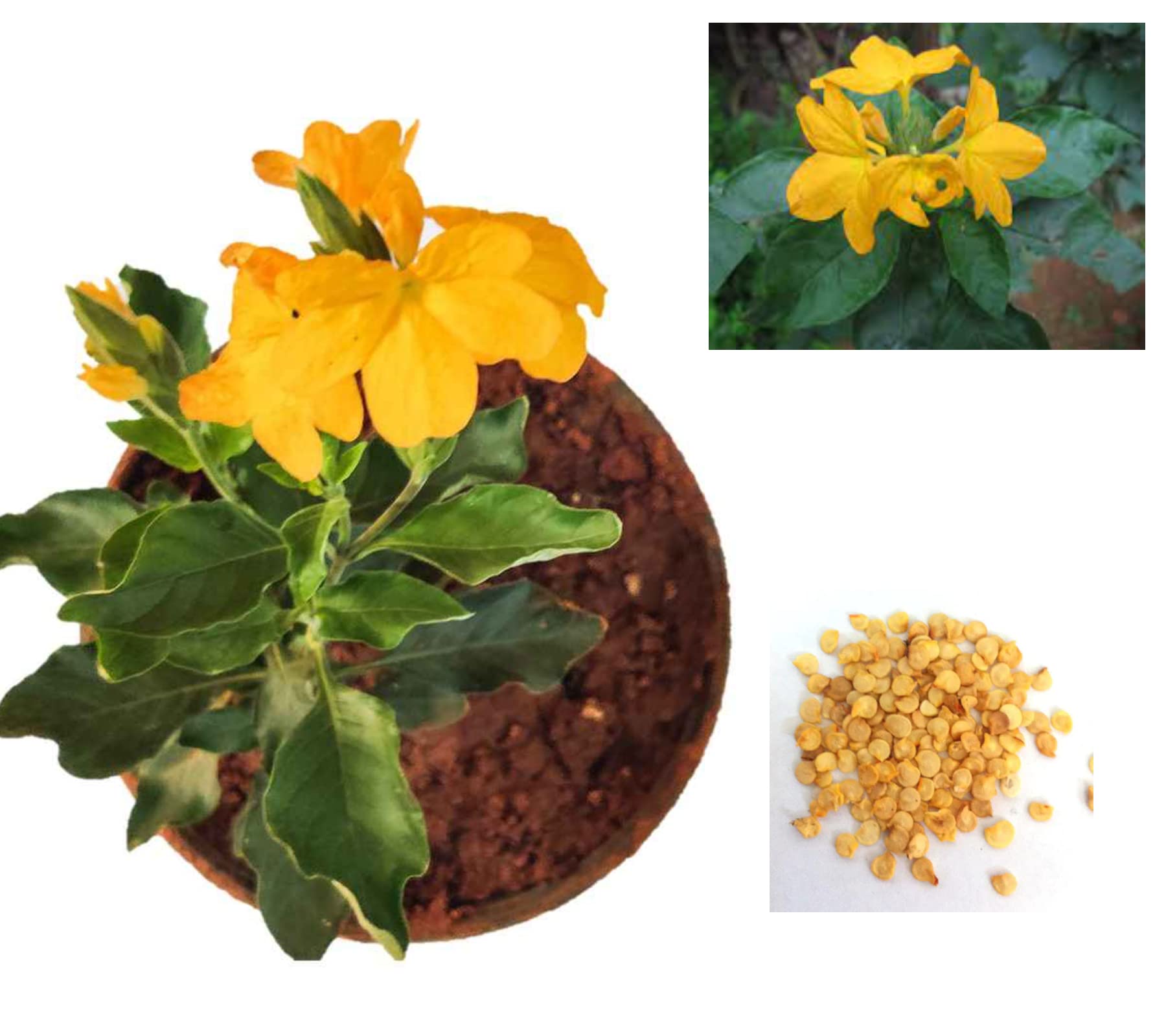 See full amazon price history chart for Yellow Kanakambaram Flower Plant Seeds (Pack of 100) Kanakambara Seed Yellow Kanakambaram Flower Plant Seeds (Pack of 100) Kanakambara Seed (B0BNJSYCDX) Amazon Price History, Amazon Price Tracker