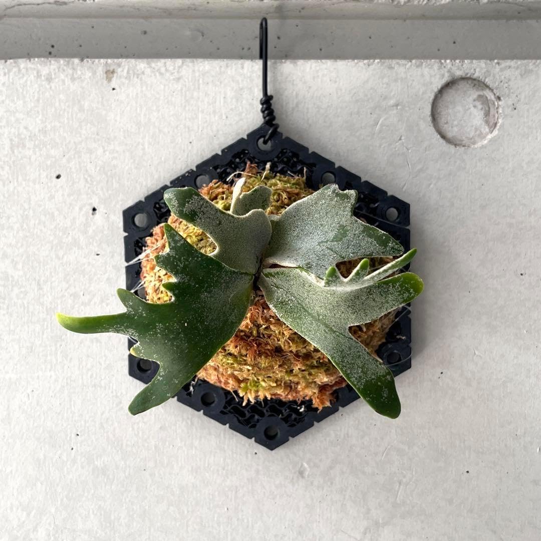 willinckii bacteria spore ビカクシダ 【公式通販】