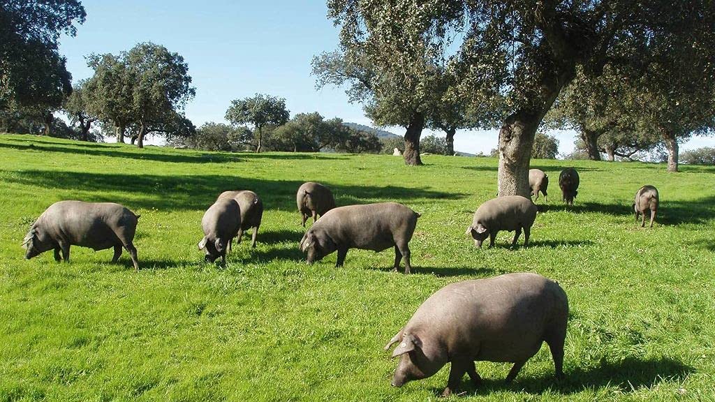 4 A 4.5 Kg Paleta Ibérica de Cebo, Pata Negra, Natural de Badajoz, Curación de 24-28 meses PIEZAS LIMITADAS