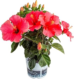 Costa Farms Live Pink Hibiscus Plant - Tropical Outdoor Flowering Shrub,...