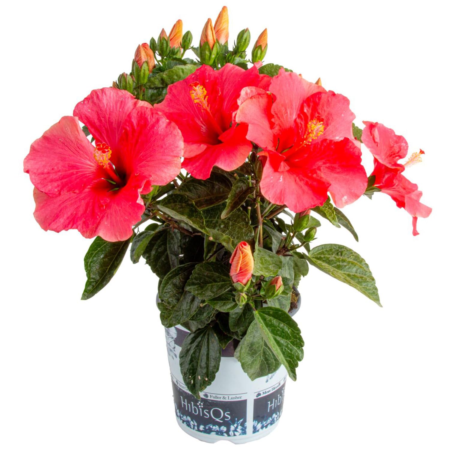 Costa Farms Pink Hibiscus