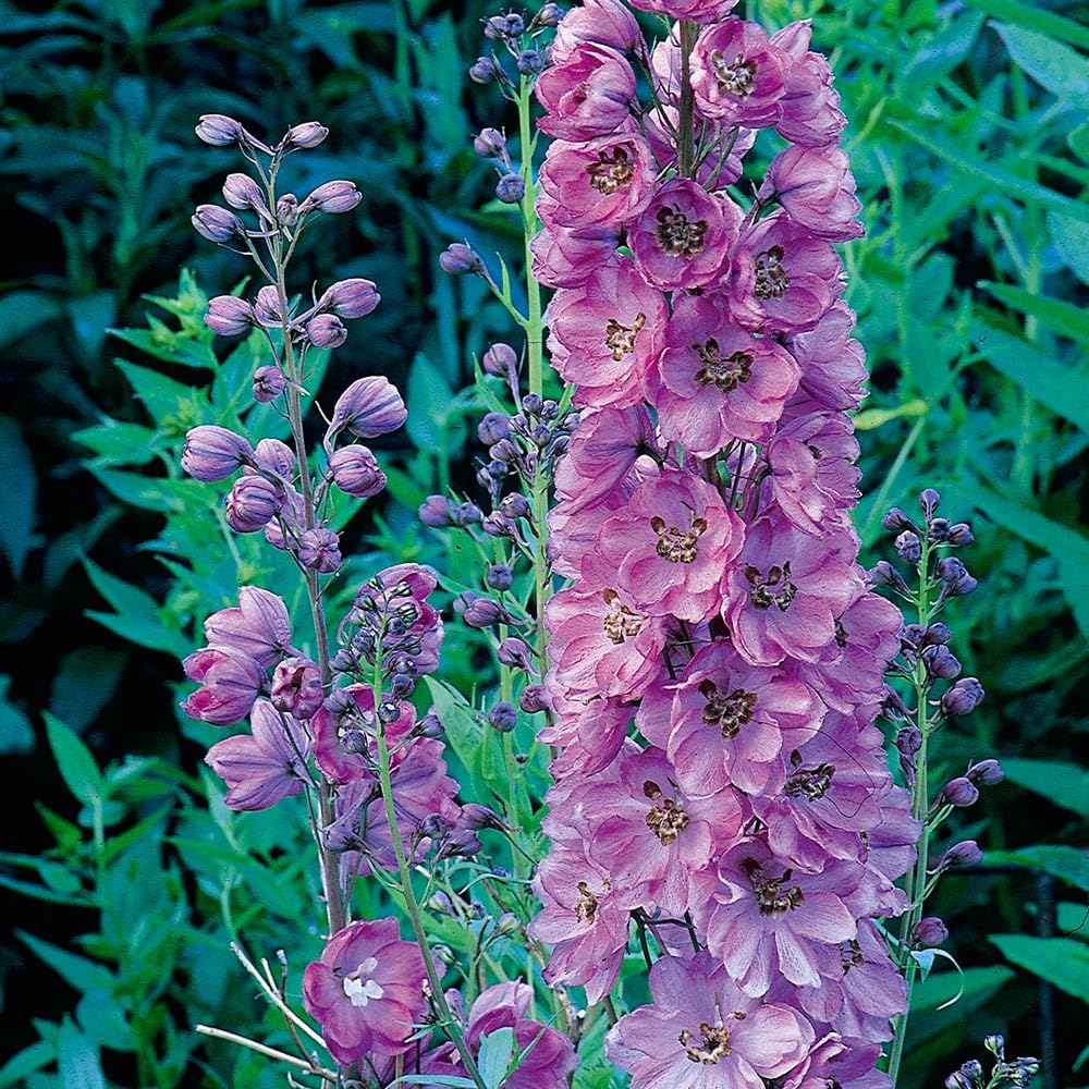 YouGarden - 1 x Delphinium 'Astolat' in a 9cm Pot