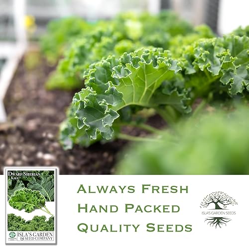 Miniatura 4 de Semillas de col rizada siberiana enana para plantar, más de 500 semillas de reliquia y sin OMG por paquete, semillas de col rizada comestibles