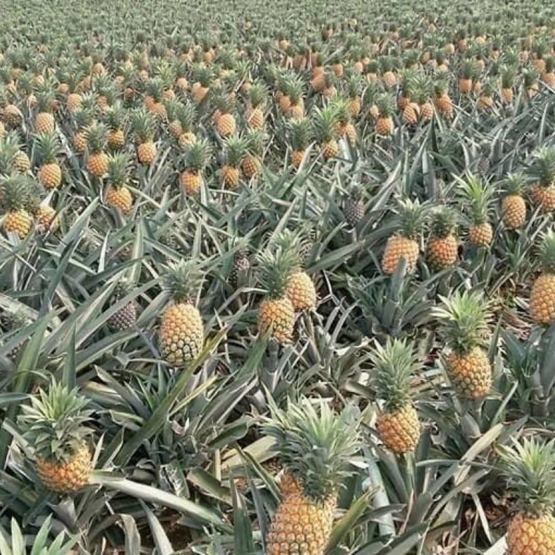 2 Pineapple Plants Live 4 to 7 Inch Tall, Sweet Pineapple Trees Live Plants, Cold Hardy Pineapple Fruit Trees (Elite Gold Pineapple)