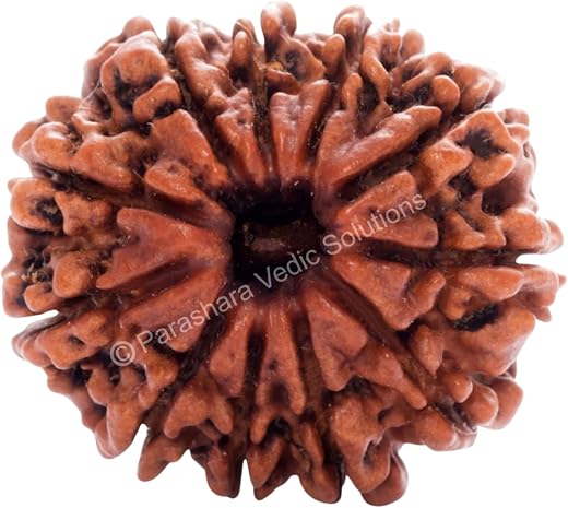 ARKAM Eleven Mukhi Rudraksha Certified/Original Nepali 11 Mukhi Rudraksh/Natural 11 Faced Rudraksha (Brown) with Certifica...