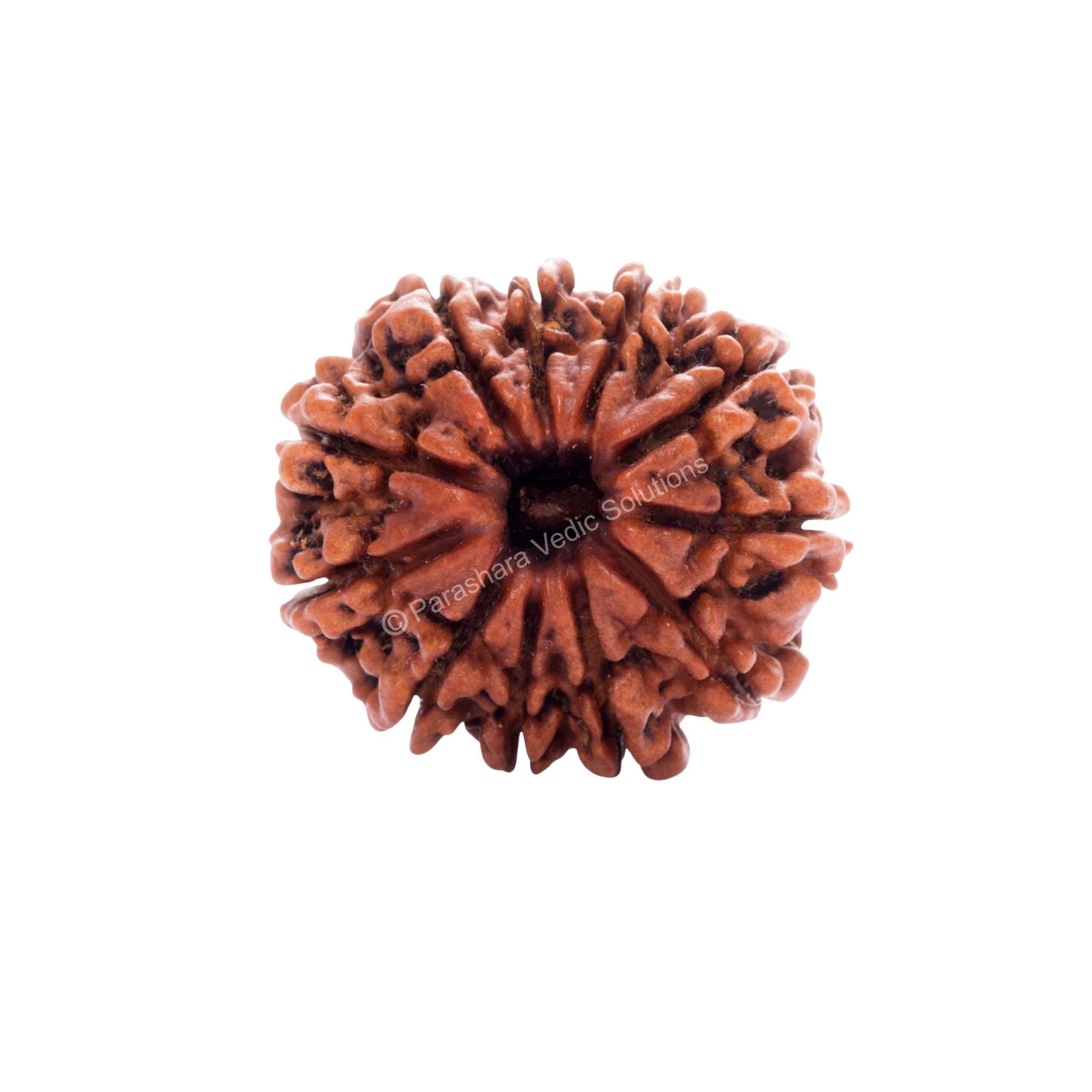 ARKAM Eleven Mukhi Rudraksha Certified/Original Nepali 11 Mukhi Rudraksh/Natural 11 faced Rudraksha (Brown) with Certificate and Puja Instructions-image-42