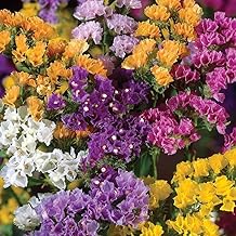 50 Statice Limonium Sinuatum Pacific Mix Seeds - Mixed Colours - 50 Seeds