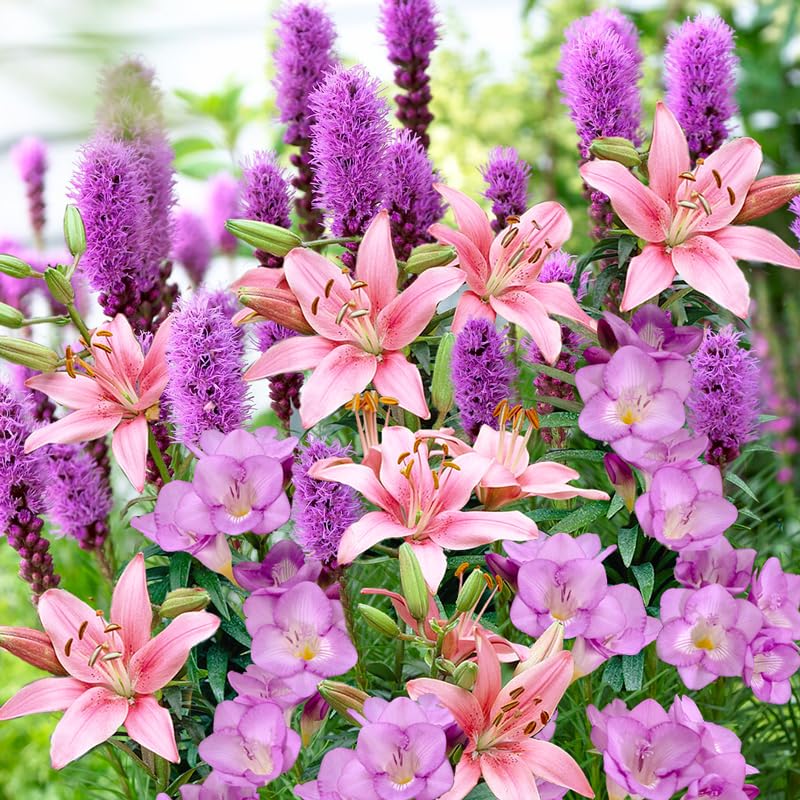 28 Easy-to-Plant Bulbs - Tutti Frutti Punch Flower Bulb Mix &ndash; Freesias, Lilies, Spicatas &ndash;...