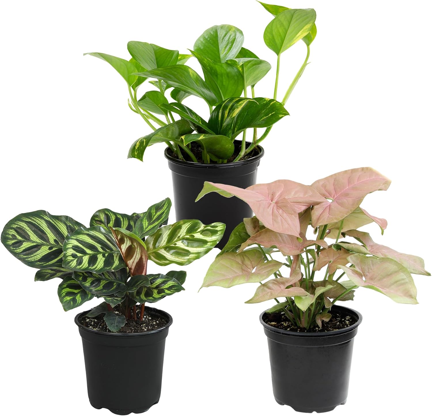 Altman Plants Deluxe Houseplants (3 Pack), Assorted Popular Live Indoor Plant Varieties, Easy Plant Care, 4.25 in Pots
