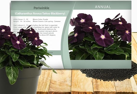 Outsidepride BlackBerry Periwinkle Seeds for Planting 50 Pcs Annual, Fast-Blooming, Heat & Drought Tolerant Vinca Flower Seeds with Vibrant Colors Ideal for Gardens, Beds, Borders & Containers