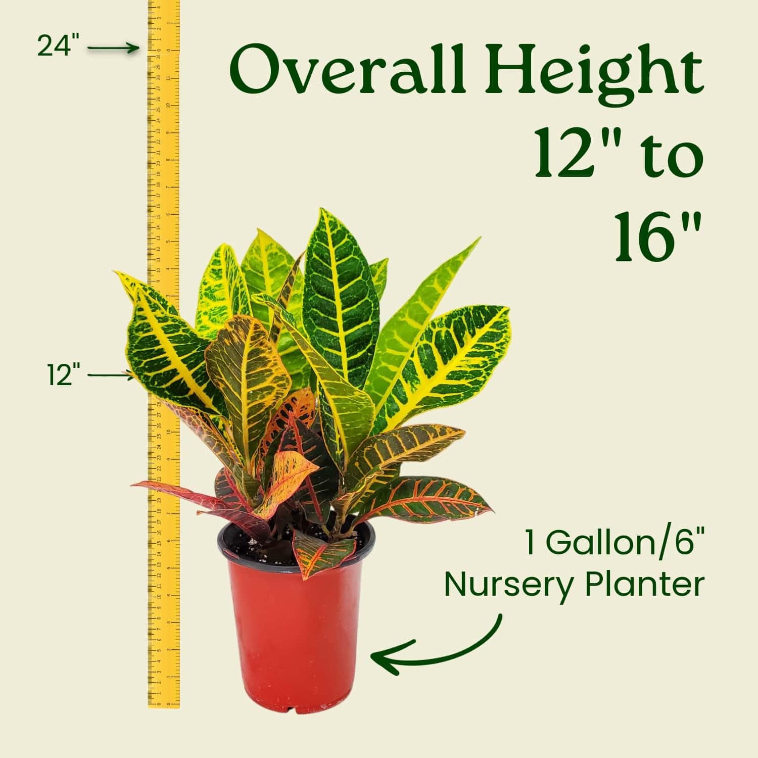 Amazon.com : Croton Plant - Petra Variety - Tropical Foliage Plant Live - 1  Gallon Pot - Overall Height 12" to 16" - Tropical Plants of Florida (Plant  + Soil + Heat Pack) : Patio, Lawn & Garden