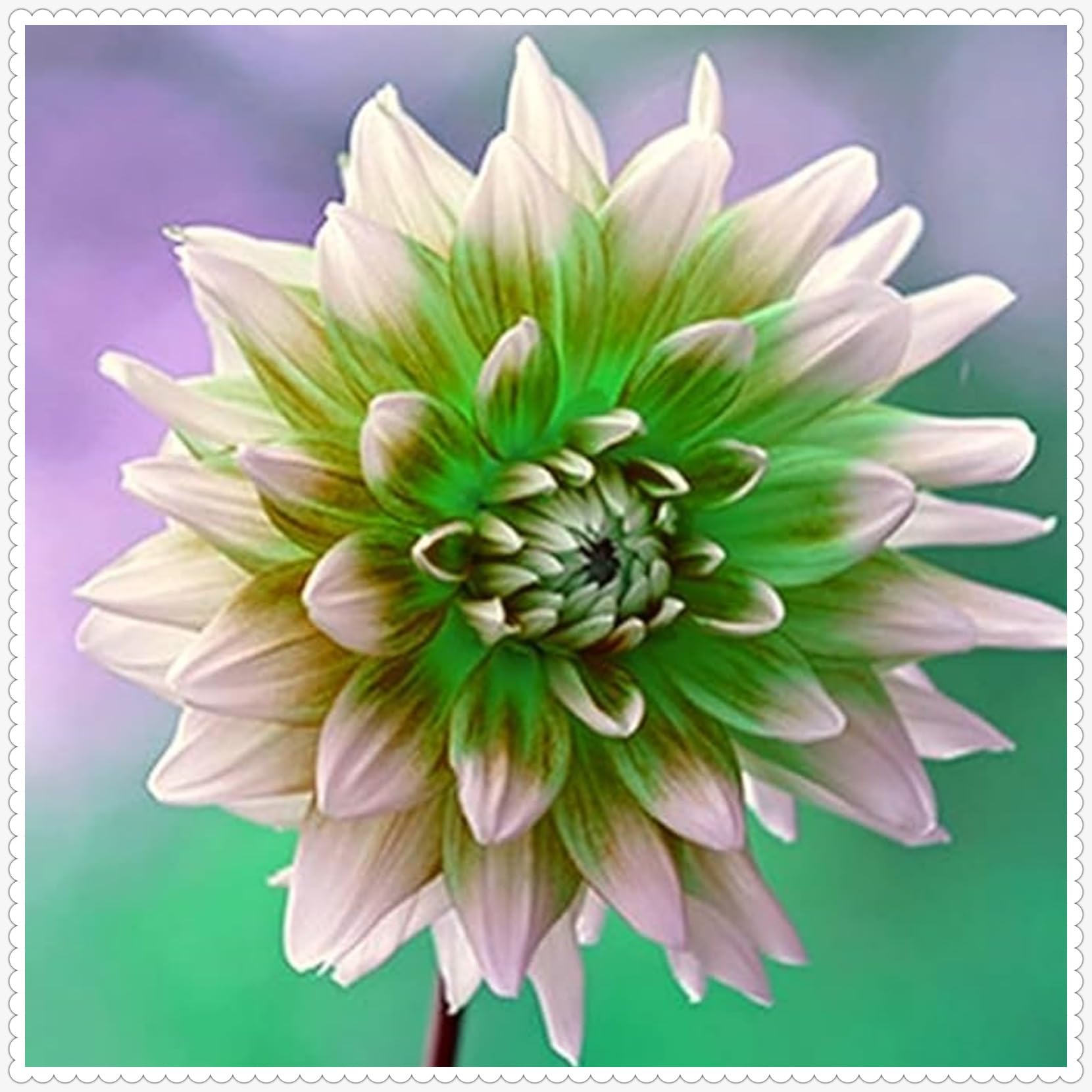 Dahlia Bulbs Mix for Planting Now UK/Cut Flowers/Greening Flower/Strong Plants That Grow Well/Good for Containers/Natural Organic/Wedding Flowers.-8bulbs-C