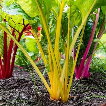 PREMIER SEEDS DIRECT - Swiss Chard - Rainbow Mix - 8 Grams