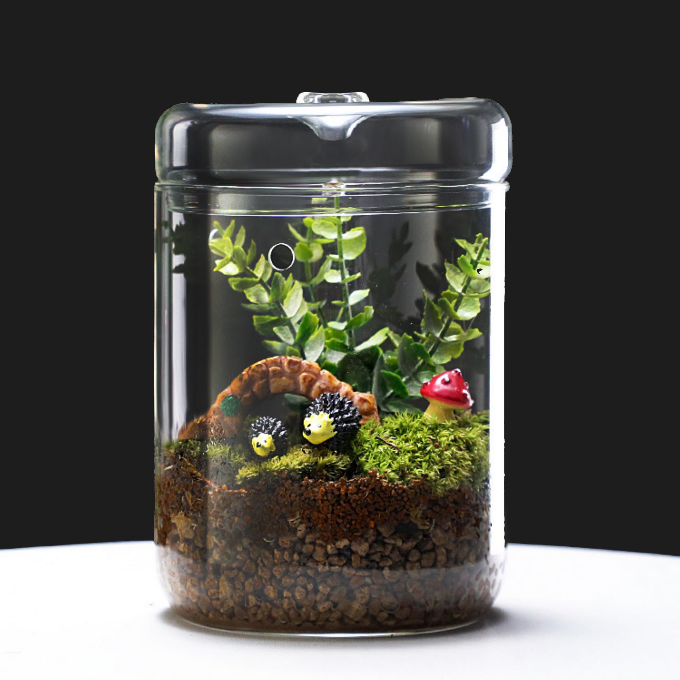 LaLaGreen - Maceta de cristal para terrario (6 x 9 pulgadas), luces de crecimiento suculentas para plantas de interior, soporte para plantas de aire, pequeño reptil, cactus, mini helecho, jardín,