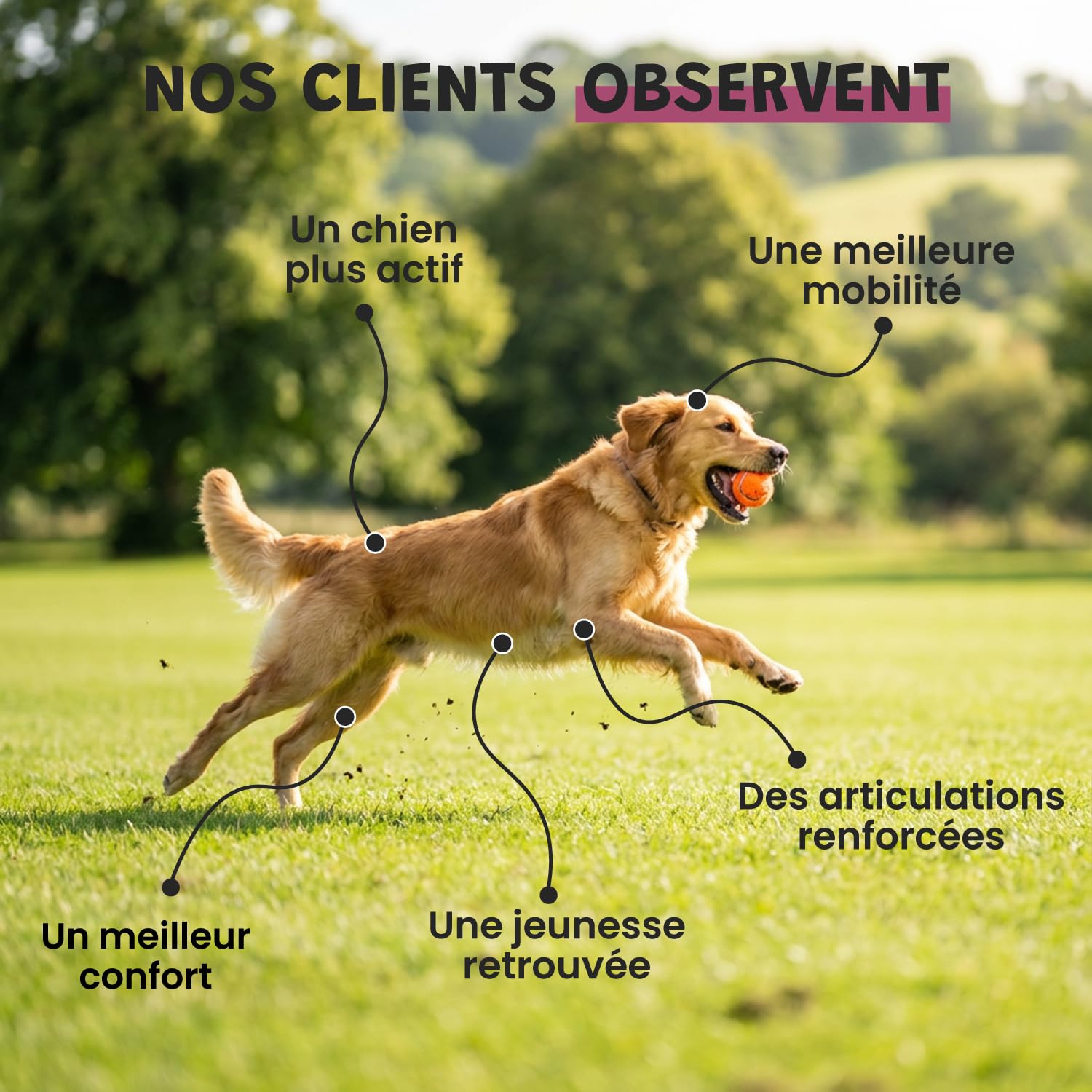 Articulations Chien Chat - Complément Alimentaire Anti-Arthrose - Harpagophytum Glucosamine Chondroïtine MSM Krill - Mobilité & Souplesse - Formulé par des Vétérinaires - Fabriqué en France