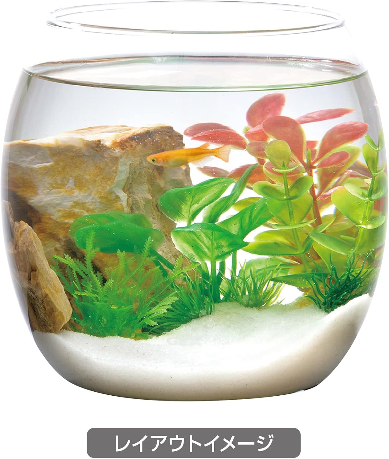 98 以上節約 ｇｅｘ 癒し水景 ボトルプランツ ロタラ Shipsctc Org