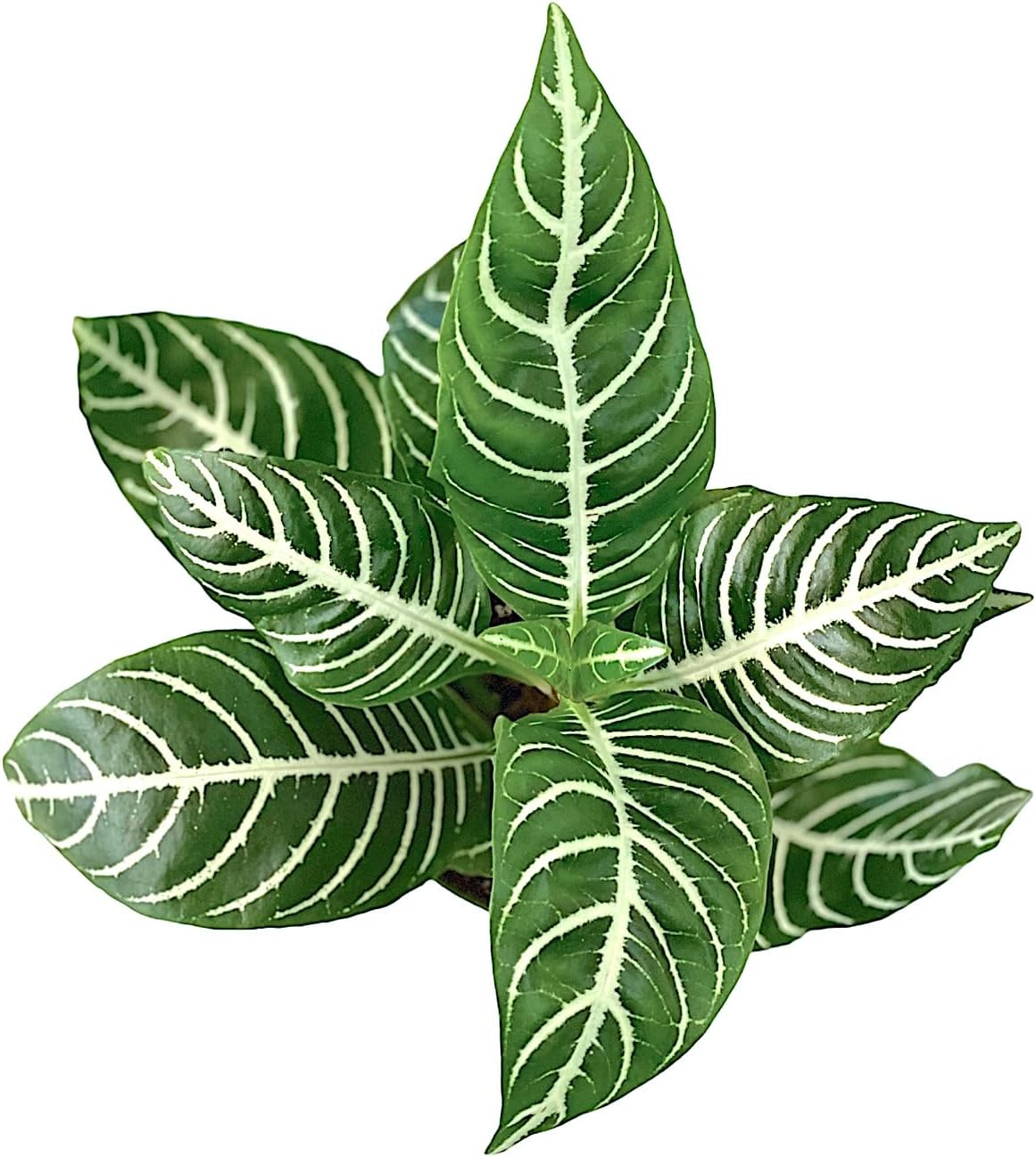 Snow White Zebra Plant - Aphelandra - Exotic and Unique House Live Plant - 4 inch Pot - Hopewind Plants Shop