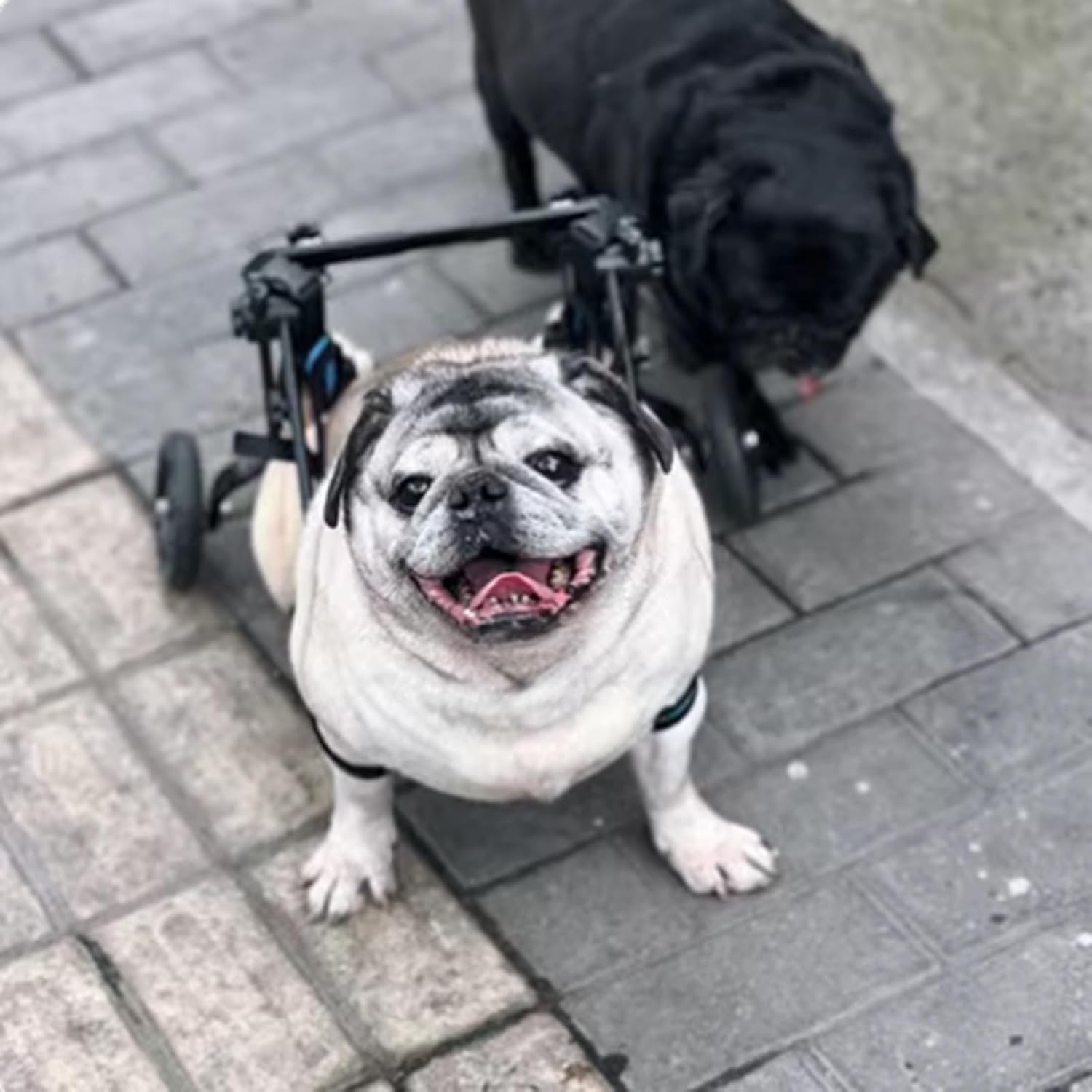 Small & Medium Dog Wheelchair - Mobility Stroller for Aging Dogs, Corgi, French Bulldog & Disabled Pets, Adjustable Dog Cart for Enhanced Walking Support (Size S)