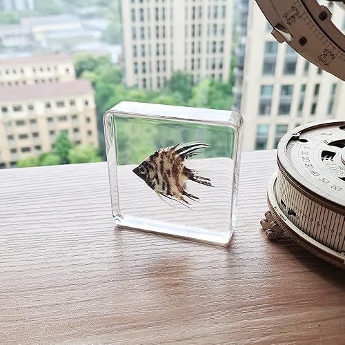 Miniatura 7 de Especímenes reales de pez ángel en manualidades de pisapapeles de resina, colección de taxidermia de animales para educación científica y adorno de
