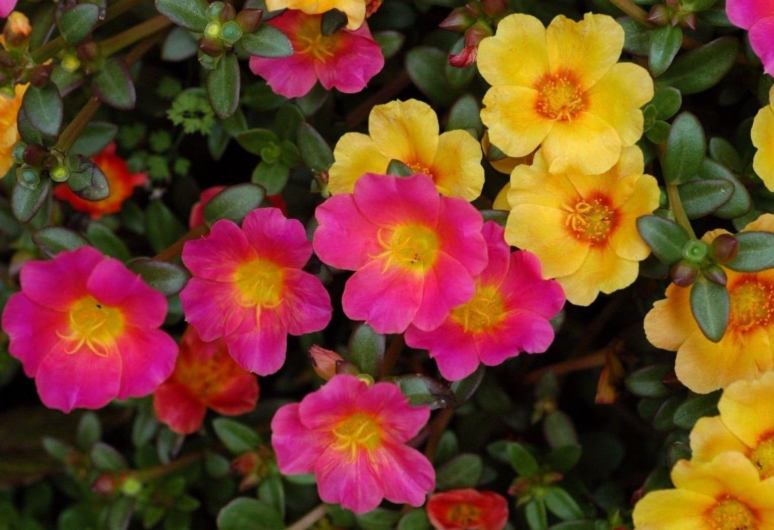 Sun Rose, Rock Rose Mix Hardy Perennial helianthemum mutabile sunrose 20 Seeds