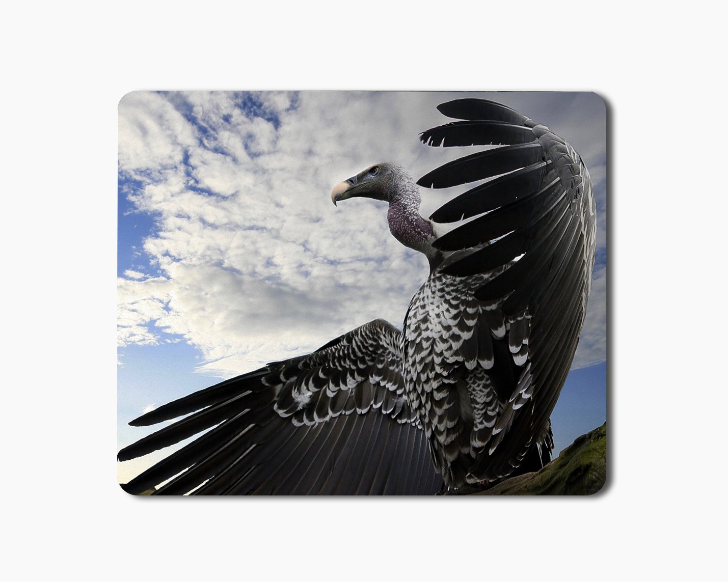 iKraft Mouse Pad 18x22cm Non-Slip Rubber Vulture Bird Printed Gaming Mouse Pad Mate for Home Office (B07BWMQ195) Amazon Price History, Amazon Price Tracker