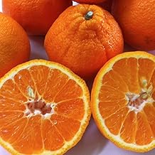 Shiranui Shiranui Shiranui, Same Variety as Decopon, Produced in Wakayama, 11.0 lbs (5 kg) (Scrounds, Uneven Sizes, For Home Use)