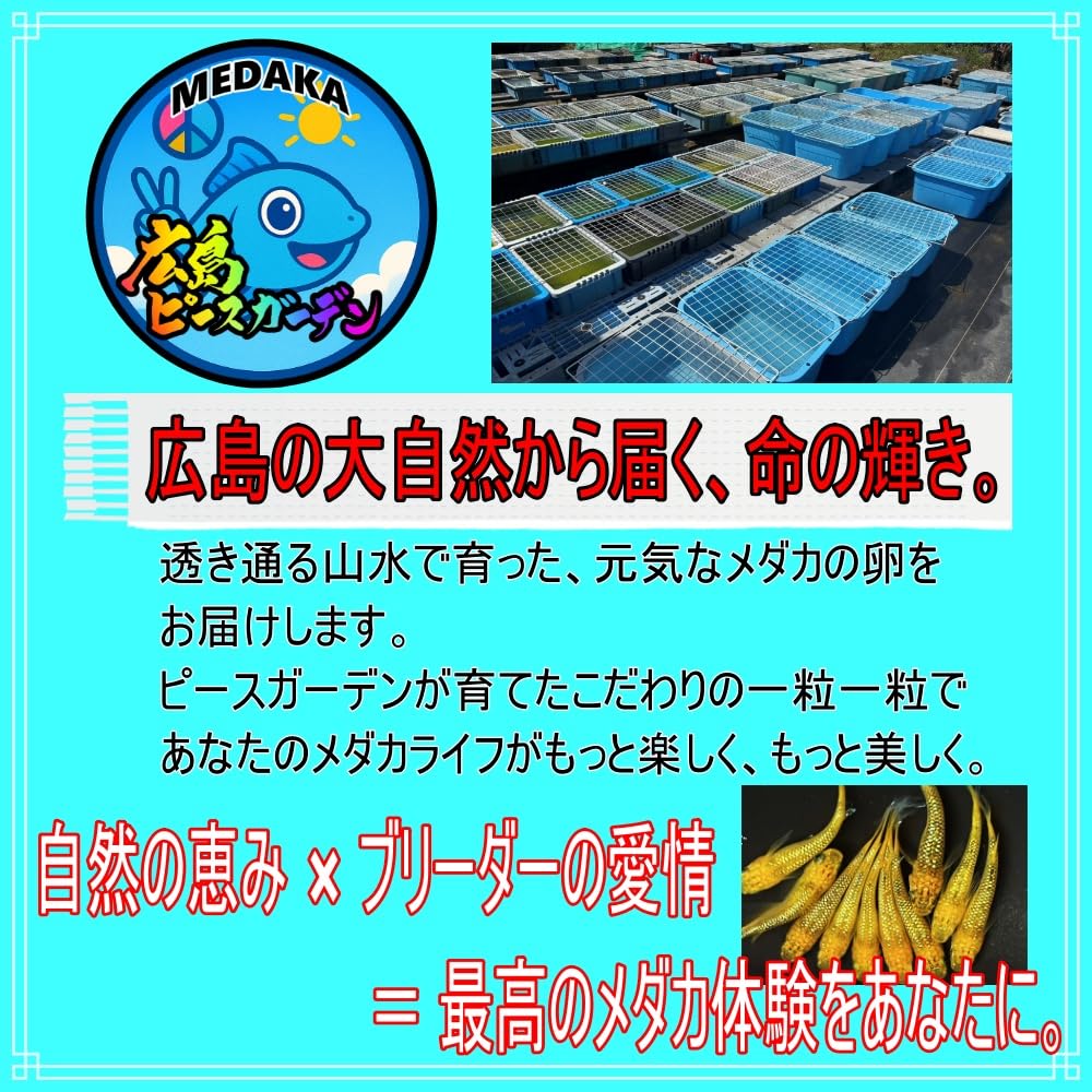 Amazon.co.jp: 本場広島産 ユリシス メダカの卵 30個＋α めだか屋