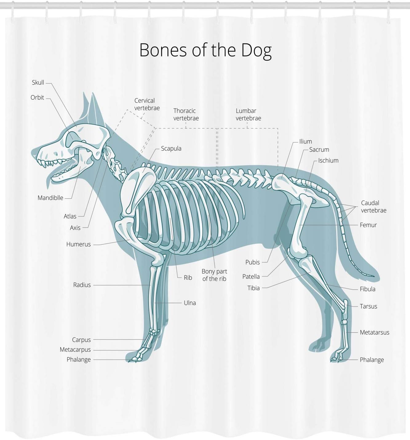 Amazon Com Ambesonne Skeleton Shower Curtain Animal Anatomy Themed Infographic With Bones Of The Dog Table Cloth Fabric Bathroom Decor Set With Hooks 105 Inches Extra Wide Blue Grey White Charcoal Grey