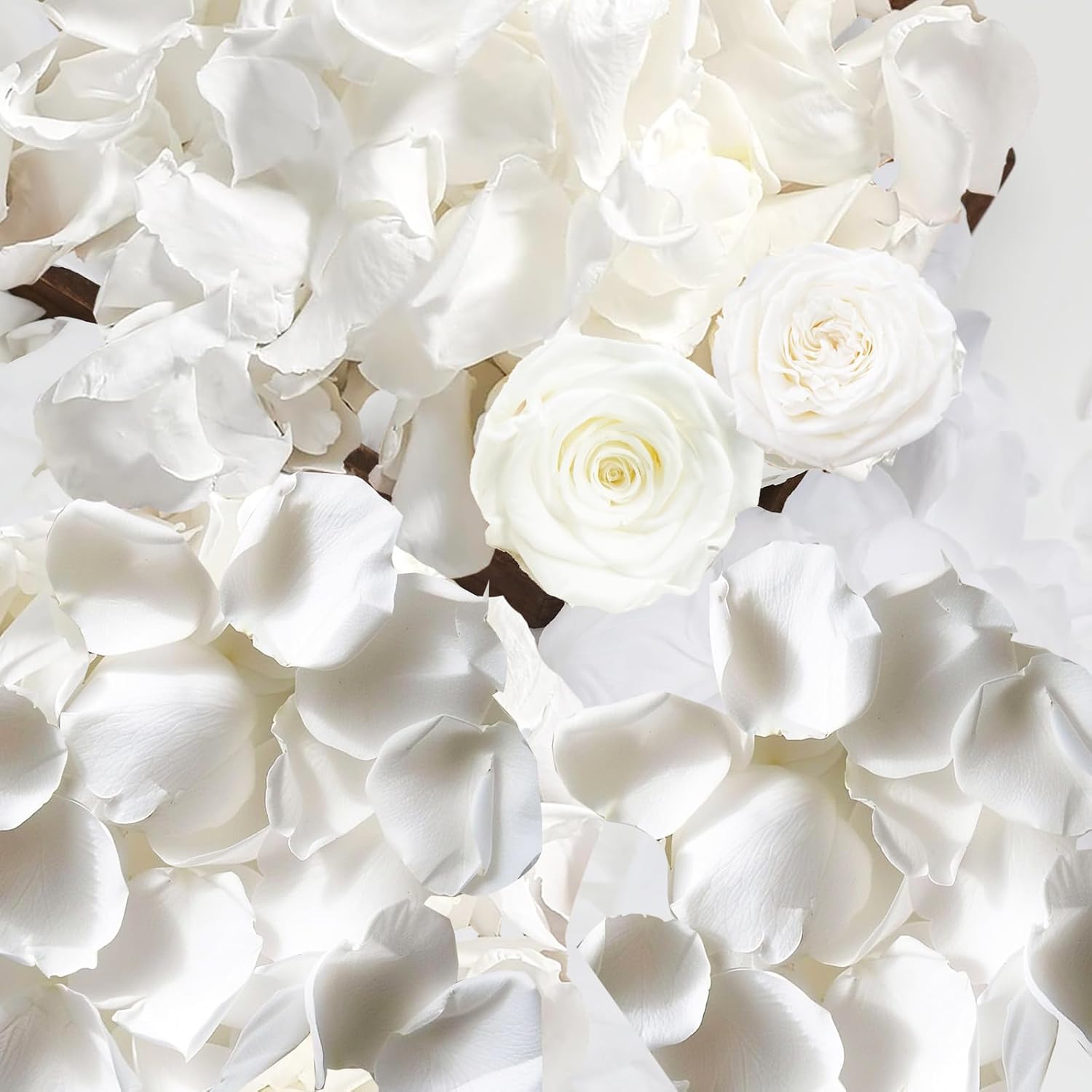 Fortunate Flowers Real White Rose Petals for Flower Girl Basket, 35g/1.2oz Preserved Freeze Real Forever Rose Petals White Flower Petals for Wedding Decor, Proposal, Confetti, Craft