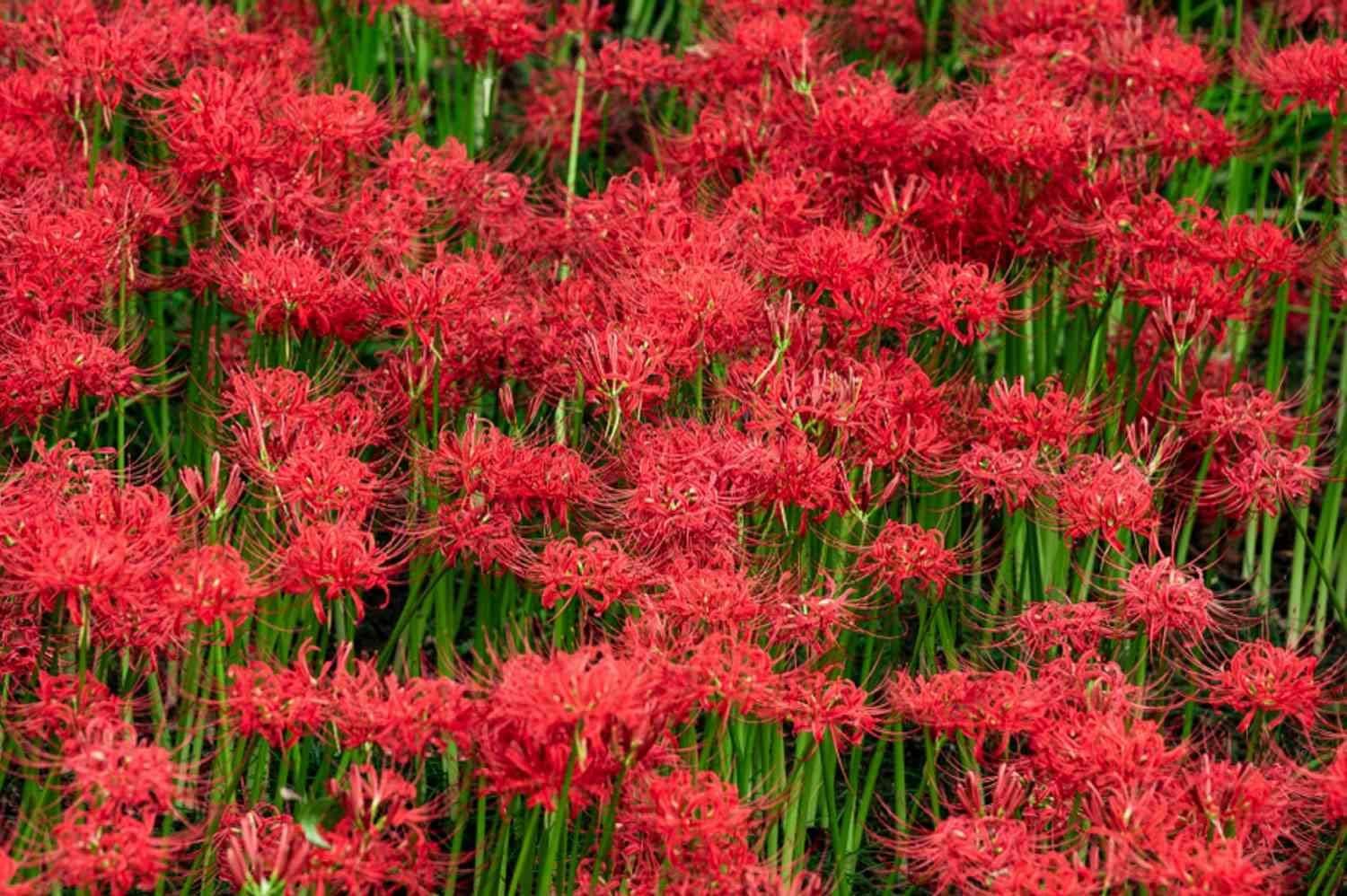 3 Red Spider Lily Bulbs Lilies Flower Bulbs Live for