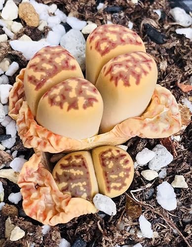 Miniatura 1 de Paquete de 3 plantas vivas de piedra viva exótica de Lithops Dorotheae Mix (pequeña)