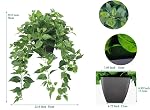 365 Blooming Decor Realistic Artificial Pothos Ivy Plant, Fake Devil's Ivy, for Office, Home Decor, 30" H x 22.8" W, in Contemporary Black Pot //No Assembly Required//fade-resistant.