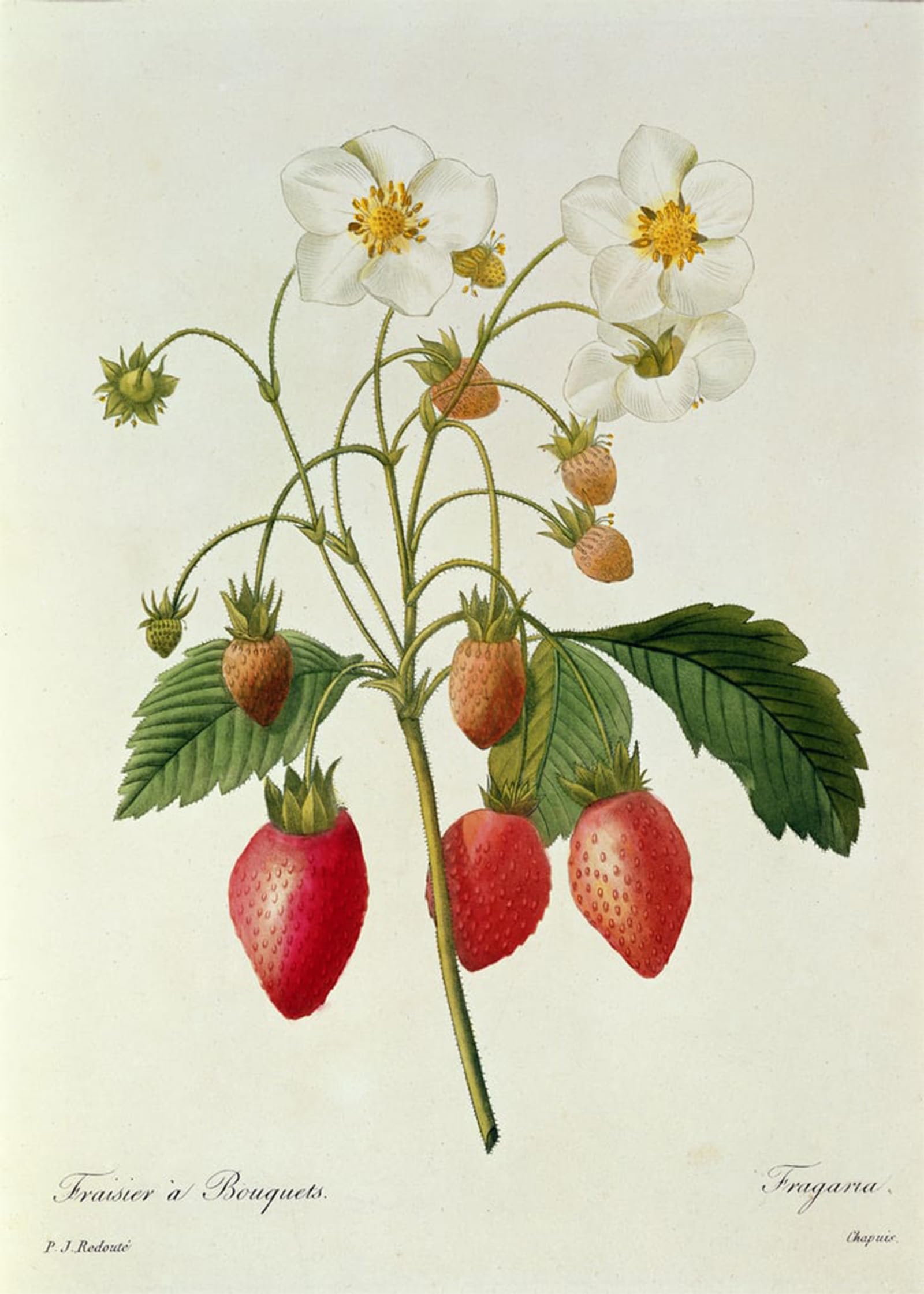 POSTERIIk Vintage Classic Picture Landscape Artwork Fragaria by Pierre Redouté Portrait Canvas Painting for Office Home Decor 60x90cm