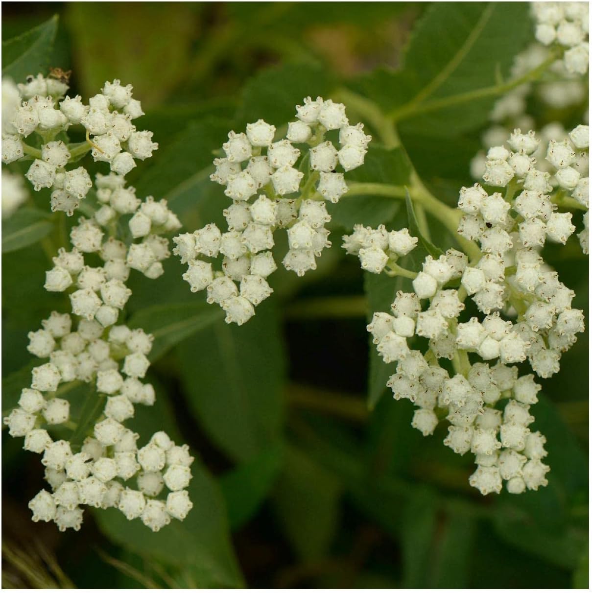Everwilde Farms - 1 Lb Wild Quinine Native Wildflower Seeds - Gold Vault
