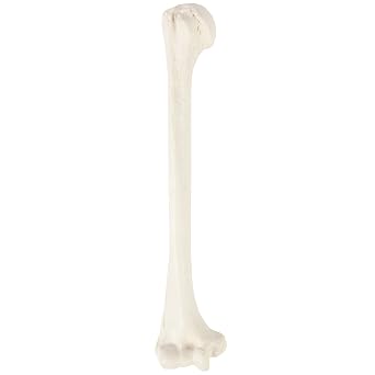 Axis Scientific Humerus Bone Model | Right | Cast from a Real Human Humerus Bone l Upper Arm Bone Model Has Realistic Texture and Important Bony Landmarks | Includes Product Manual, Cauldron Bones