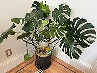 Review Image by mcb mcb