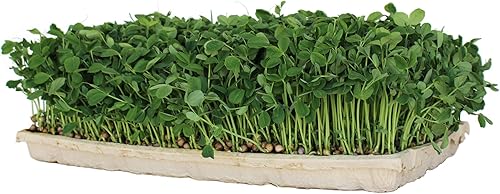 Miniatura 2 de Handy Pantry True Microgreen Tray - Bandejas compostables para cultivo de plantas ecológicas, hojas de papel rígido de un solo uso con agujeros, se
