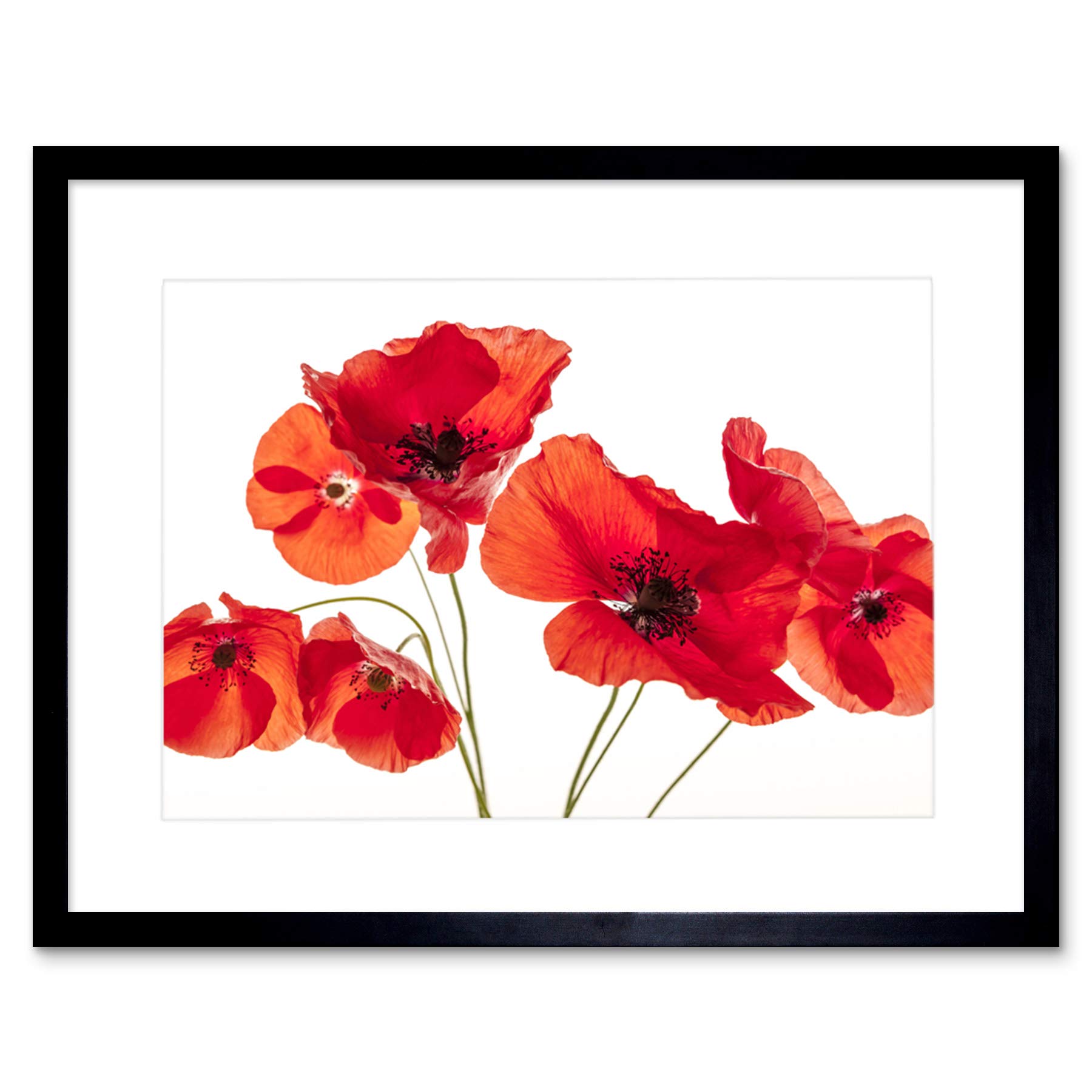 Wee Blue Coo Photo Nature Flower Poppy Heads Red Petals Framed Wall Art Print