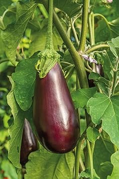 Eggplant Seeds- Black Beauty,25 Count COOL BEANS N SPROUTS Brand. Home Gardening.