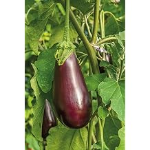Eggplant Seeds- Black Beauty,50 Count COOL BEANS N SPROUTS Brand. Home Gardening.